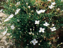 Vrsta Moehringia tommasinii Marchesetti (FOTO S. Brana) Card image cap